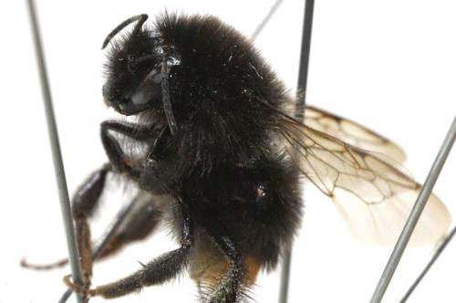 Bombus lapidarius